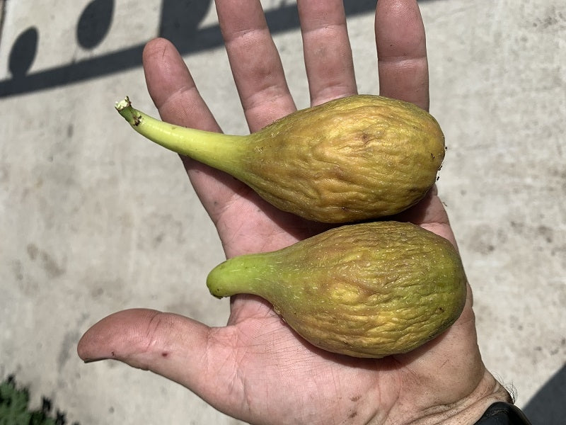 Two Longue d'Aout Figs