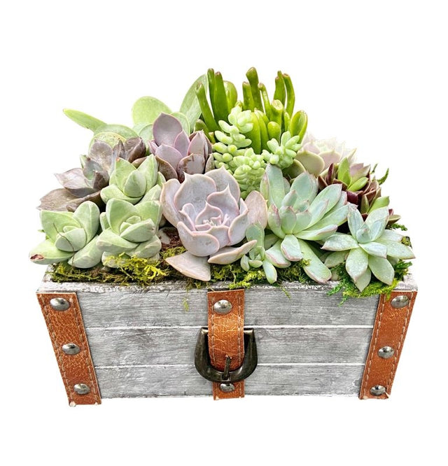 Leather Trunk Succulent Garden 