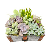 Leather Trunk Succulent Garden 