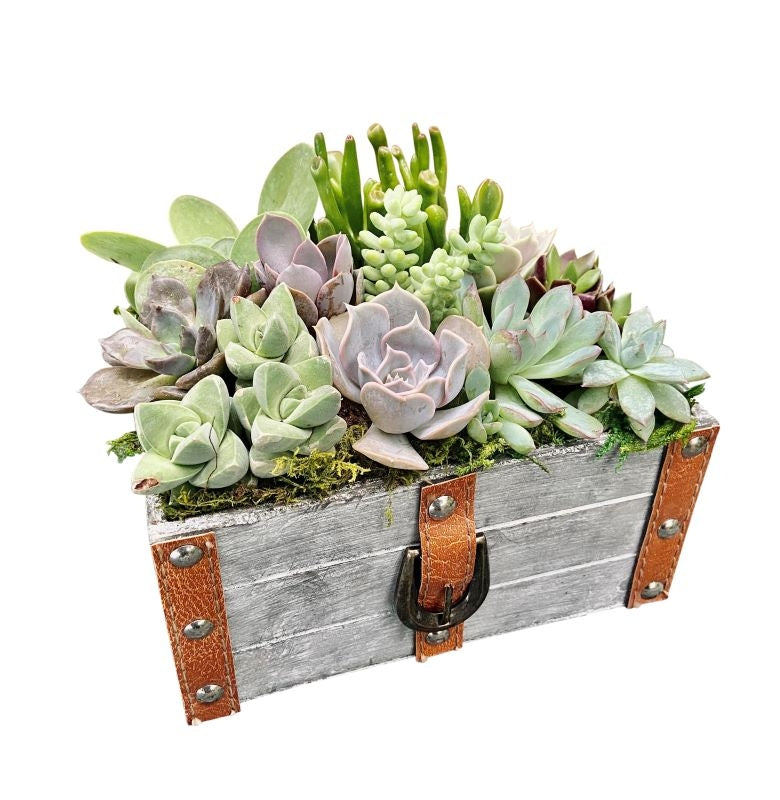 Leather Trunk Succulent Garden 