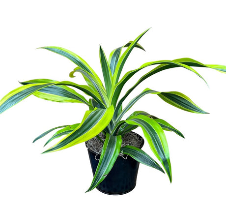 Dieffenbachia Plant in ceramic pot