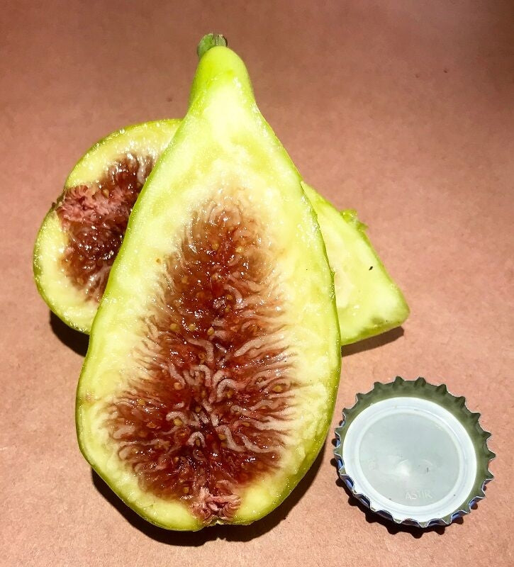 Leon's Montenegro Fig Fruit Cross Section