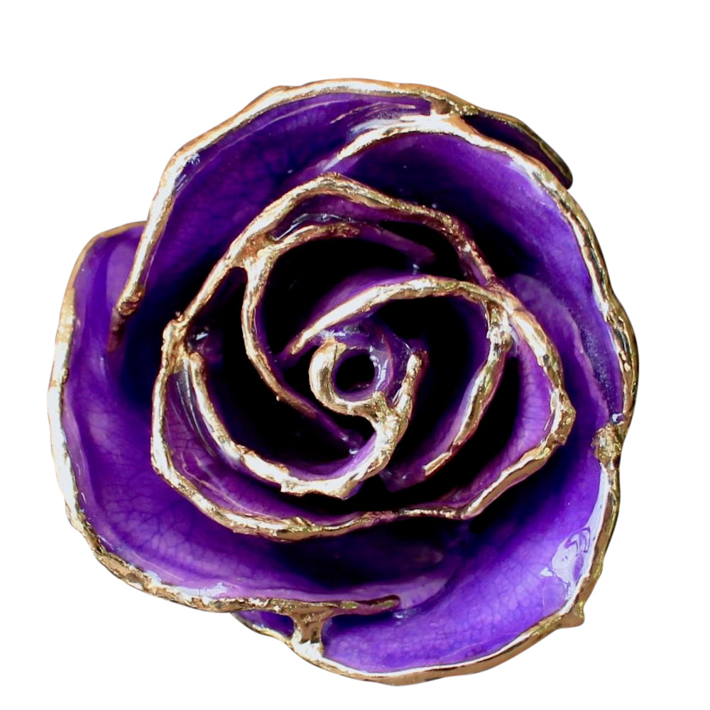 Gold Dipped Lilac Rose Close Up