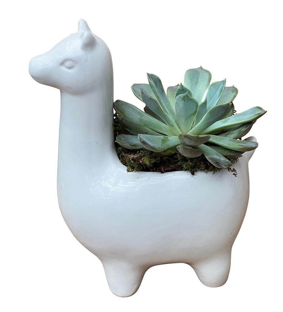 Ceramic llama with succulent plant