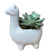 Ceramic llama with succulent plant