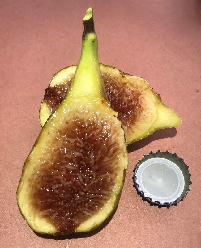 Longue d'Aout Fig Fruit Cross Section