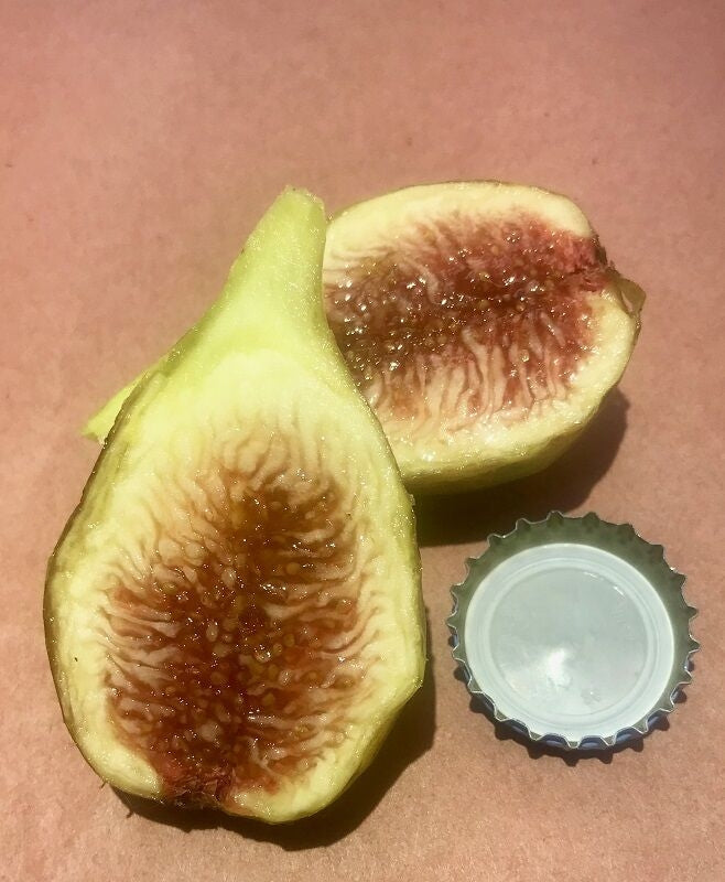 Longue d'Aout Fig Fruit Cross Section