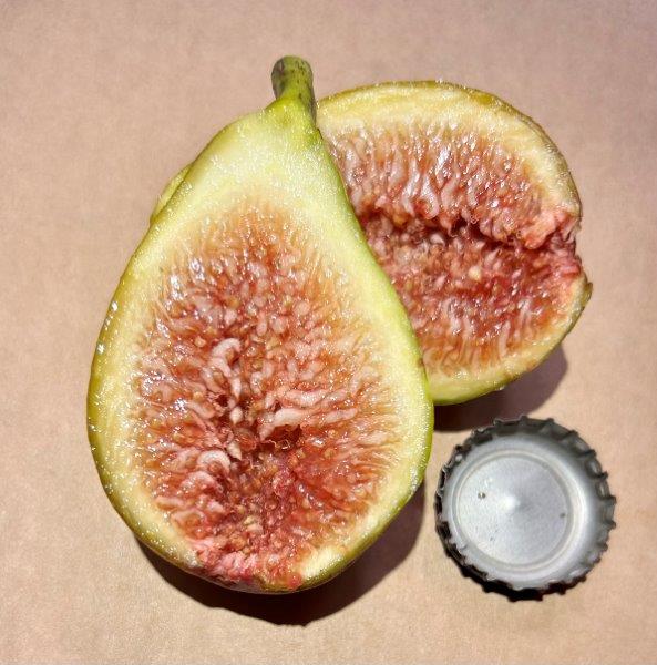 Longue d'Aout Fig Interior