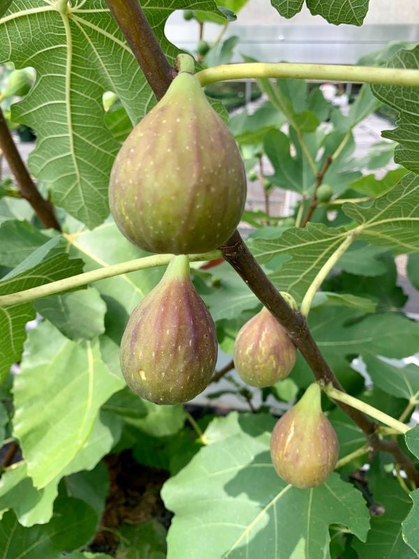 Longue d'Aout Fig Tree