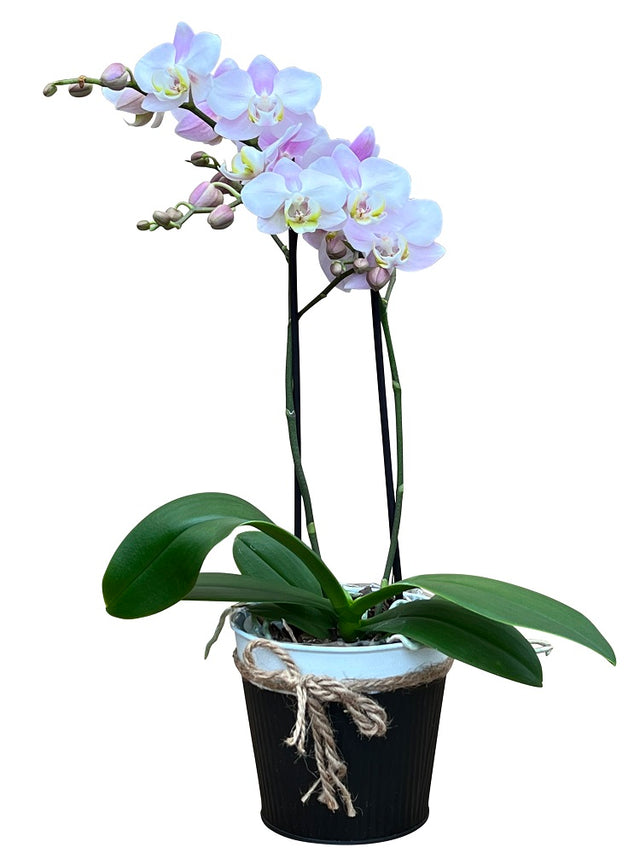 Loving Orchid Plant 1