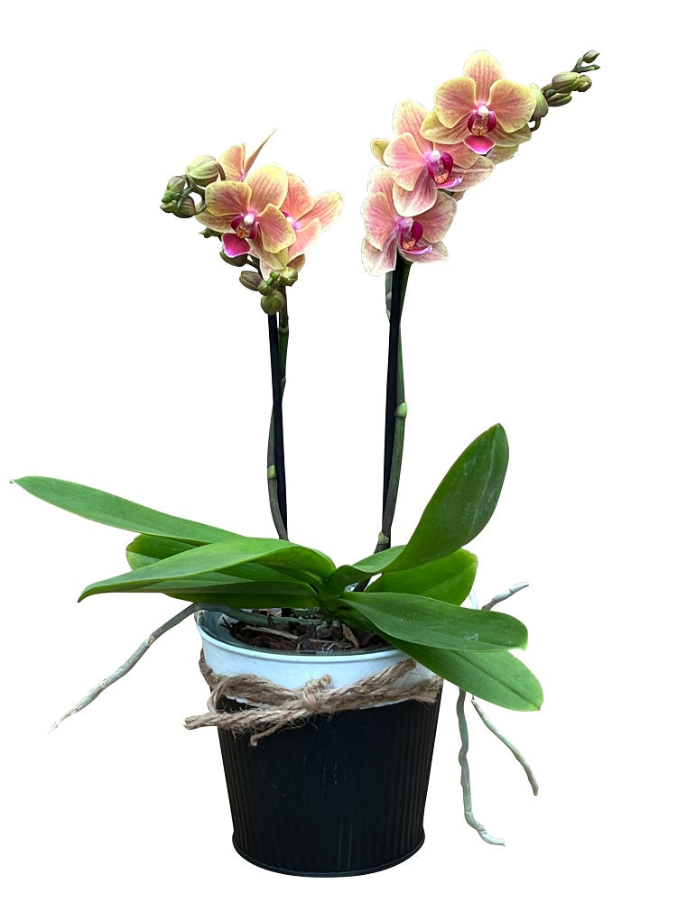 Loving Orchid Plant 2