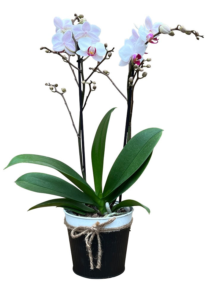 Loving Orchid Plant 3