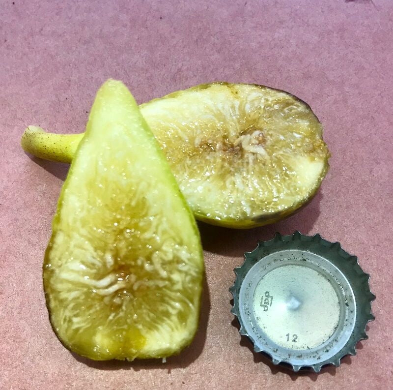 LSU Champagne Fig Fruit Cross Section