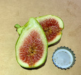 LSU Strawberry Fig Fruit