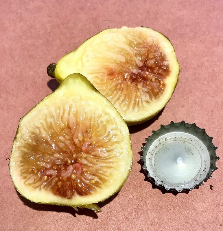 LSU Tiger Fig Fruit Cross Section