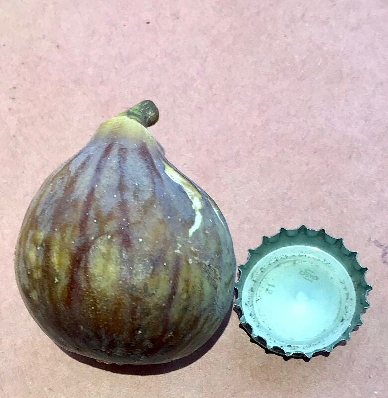 LSU Tiger Fig Fruit