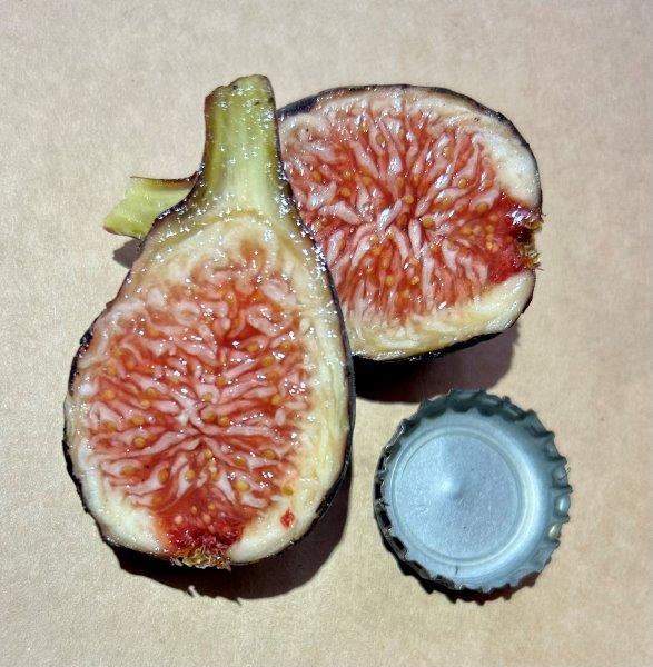 LSU Late Black Fig Fruit