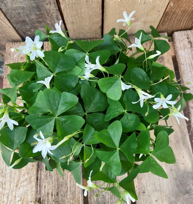 Luckiest Shamrock Planter - Close Up