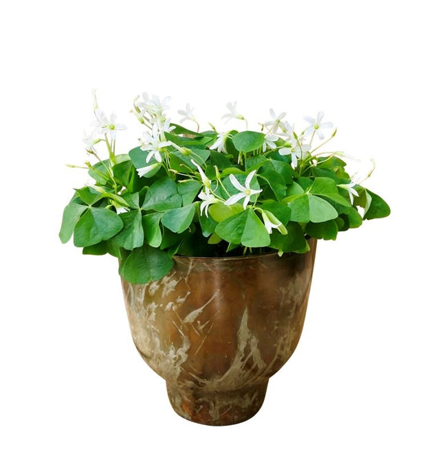 Luckiest Shamrock Planter