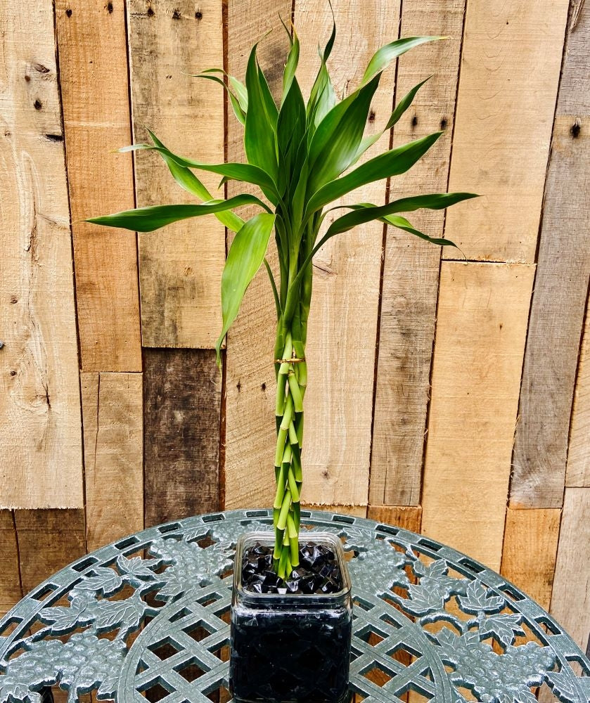 Lucky Bamboo Plant Deluxe