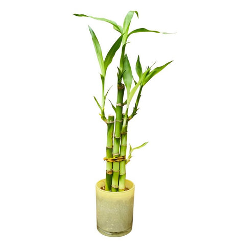 Lucky Bamboo Plant