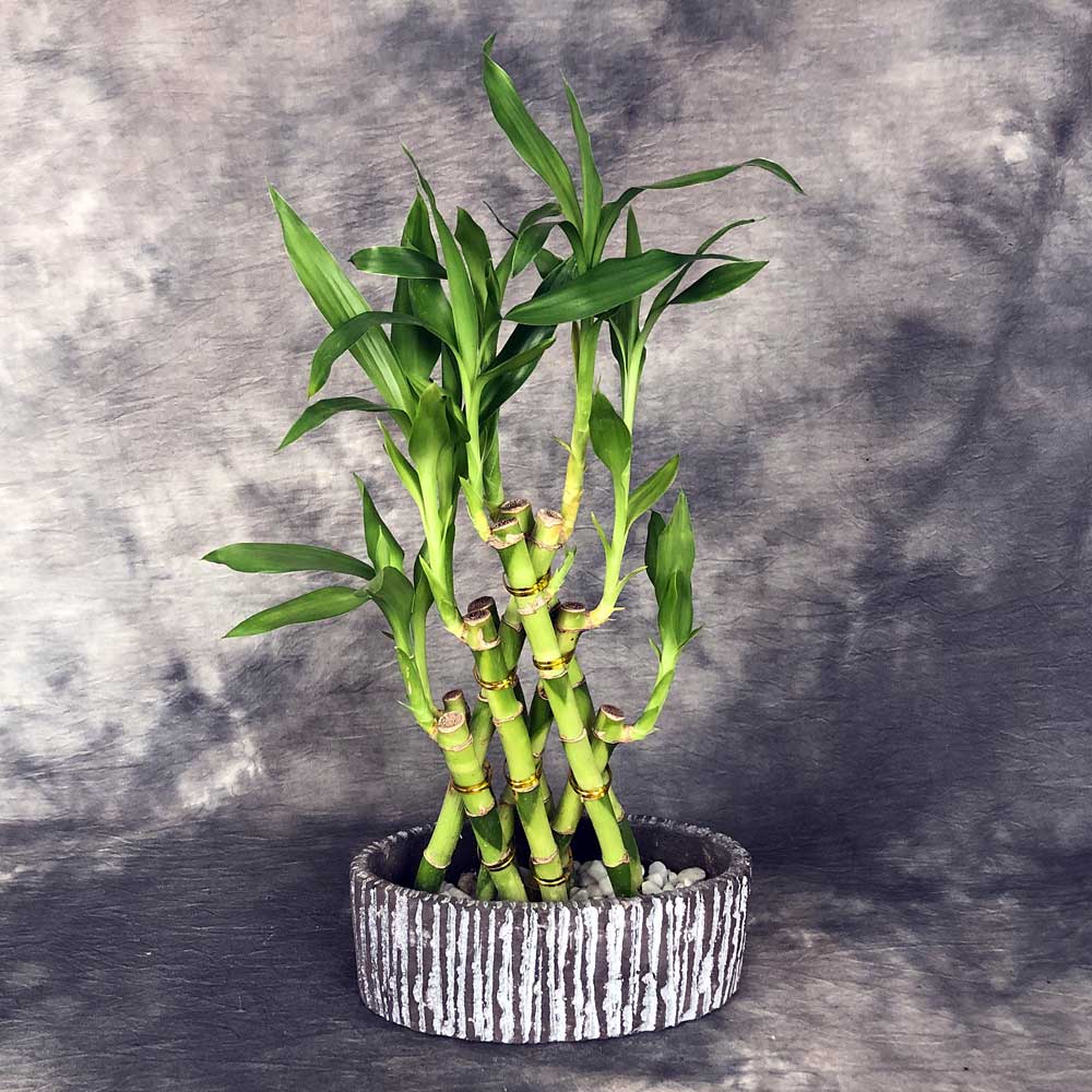 Lucky Bamboo Planter