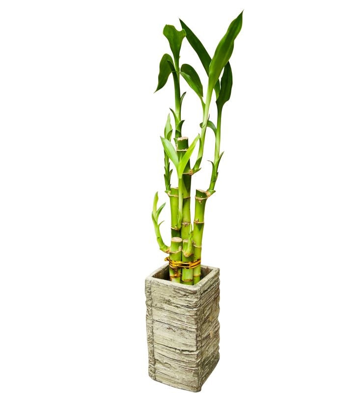 Lucky Bamboo Plant