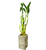 Lucky Bamboo Plant