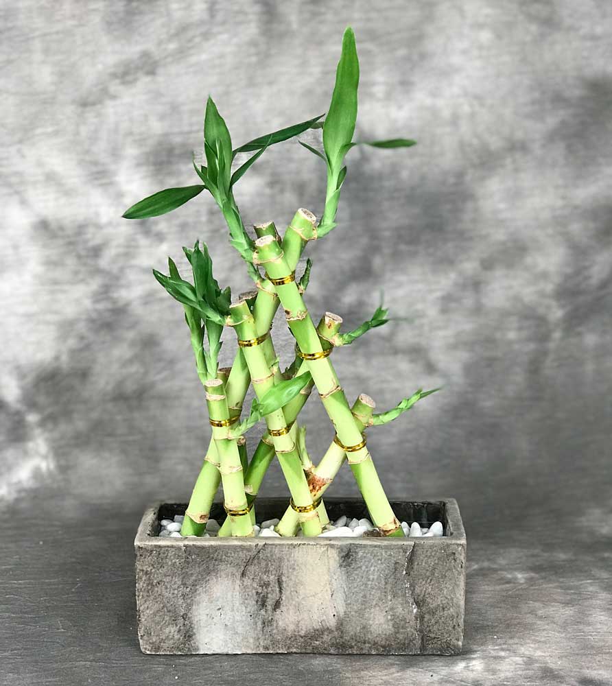 Lucky Bamboo Plant