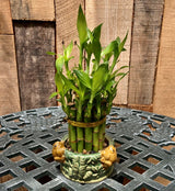 Lucky Bamboo Plant Standard