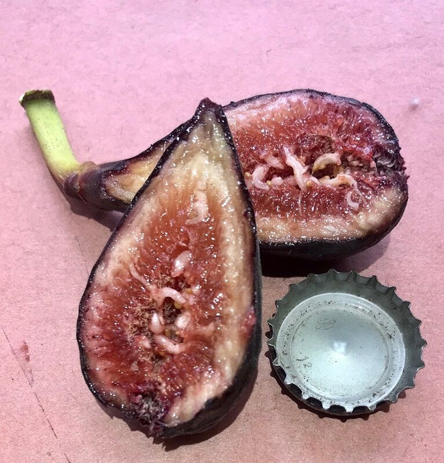 Luv Fig Fruit Cross Section