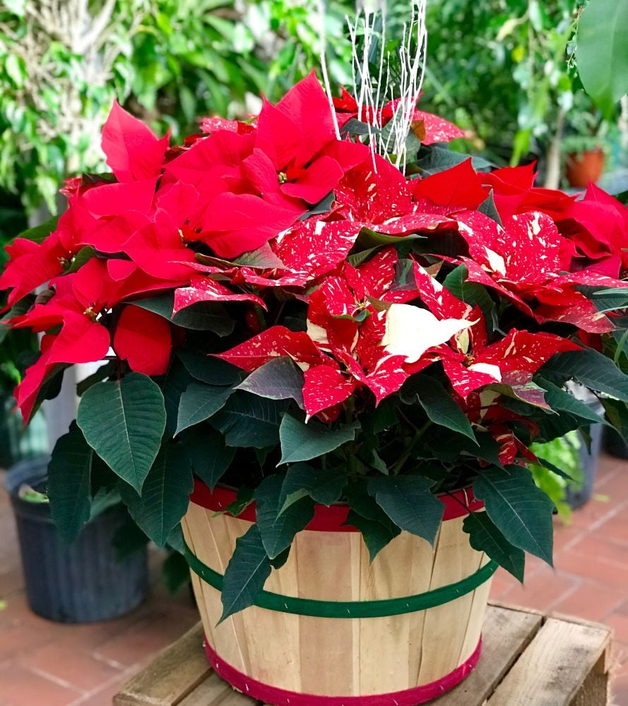  Luxury Poinsettia Basket with plants behind