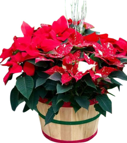  Luxury Poinsettia Basket