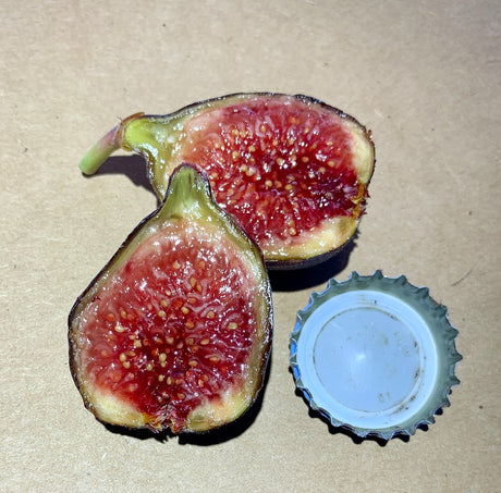 Malta Black Fig Fruit