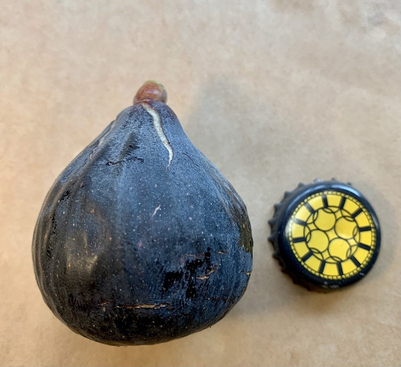 Maltese Beauty Fig