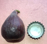 Maltese Beauty Fig Fruit