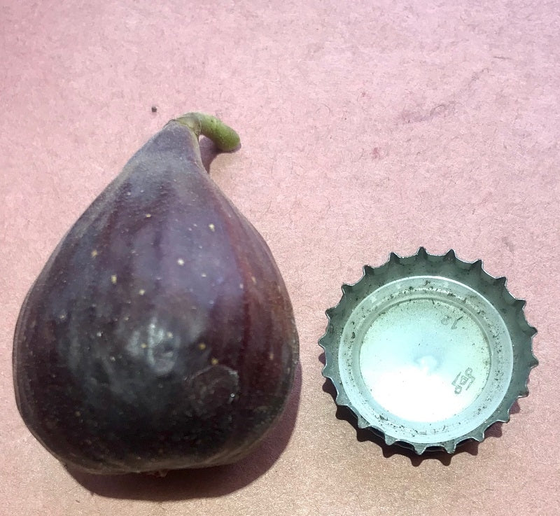 Maltese Beauty Fig Fruit