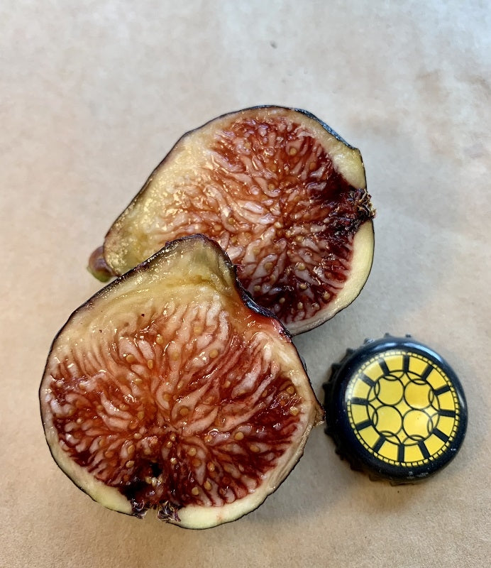 Maltese Beauty Fig