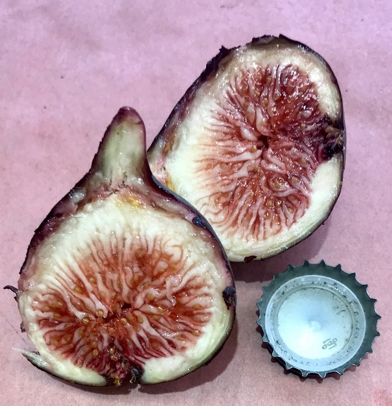 Maltese Beauty Fig Fruit Cross Section