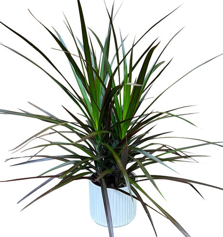 Dracaena marginata plant