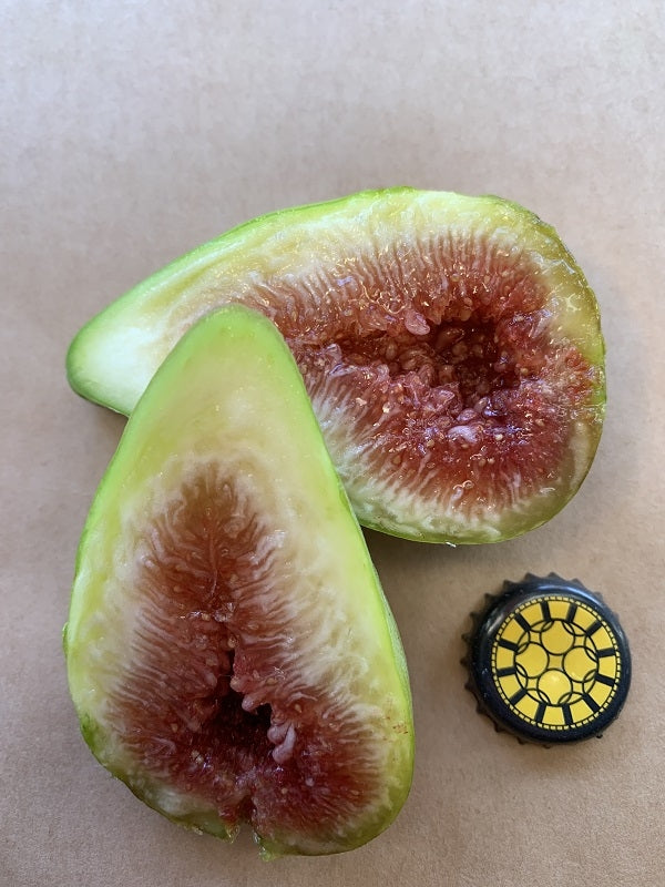 Marot Fig Fruit