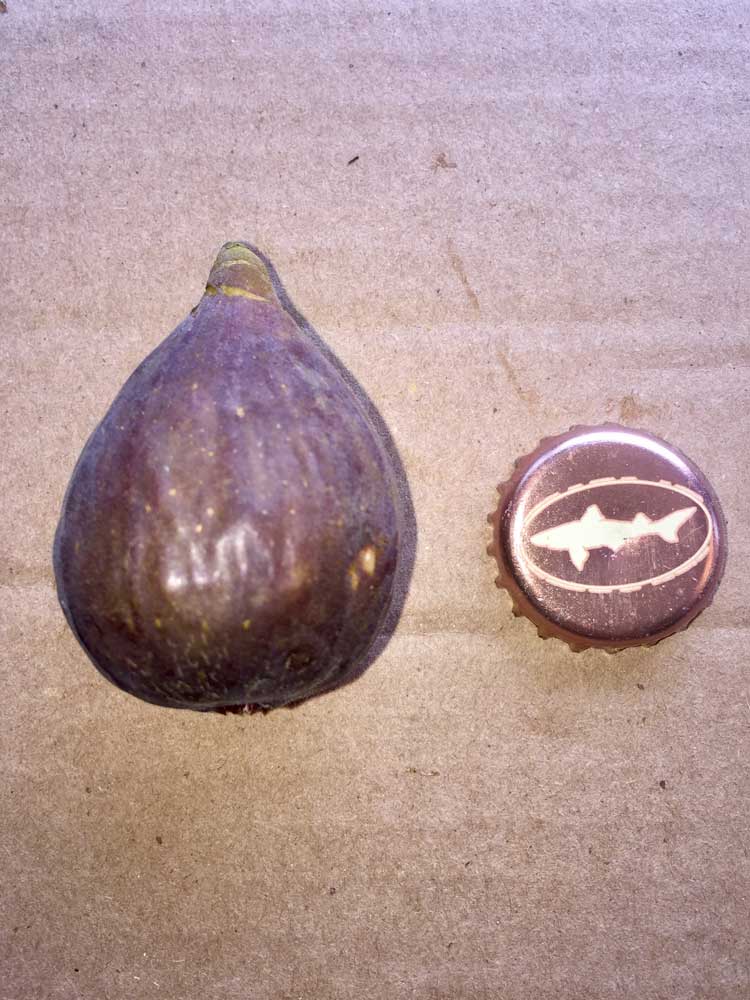 Marseilles Black VS Fig