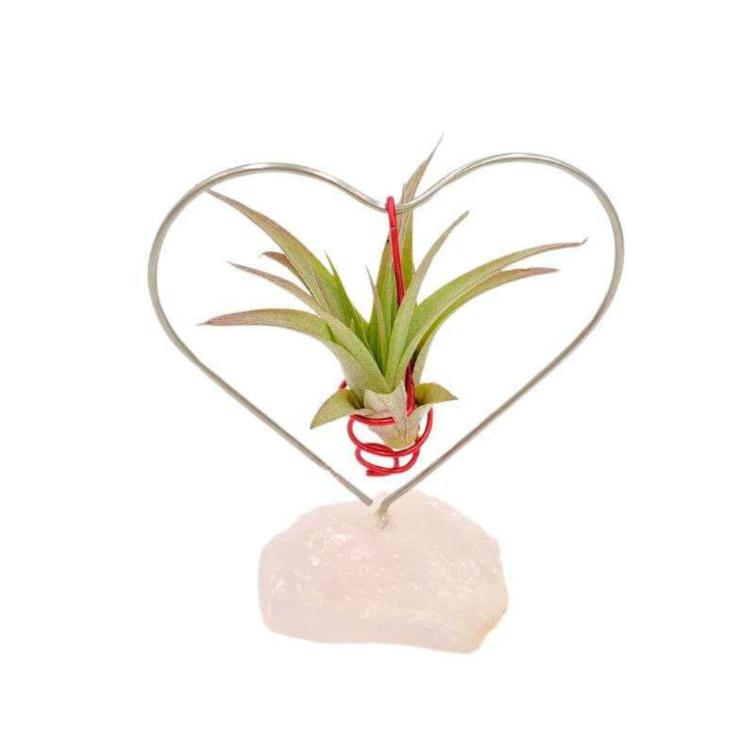 Love for Mom Air Plant