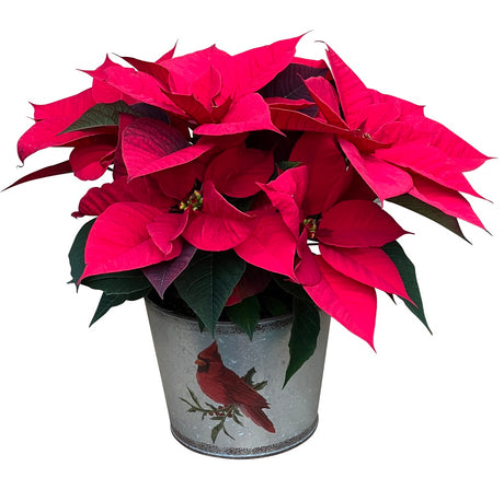 Merry Christmas Poinsettia