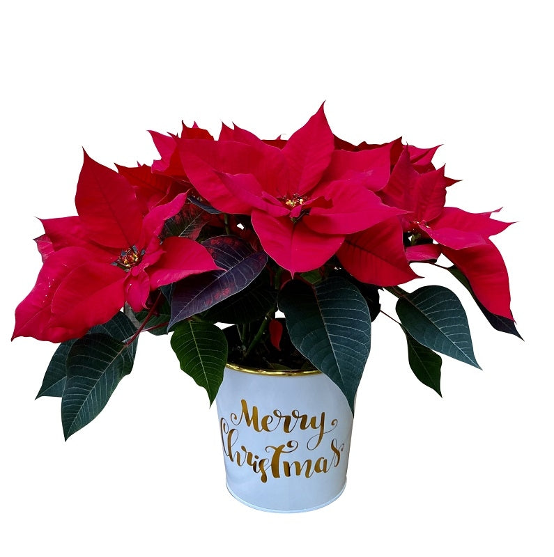 Merry Christmas Poinsettia