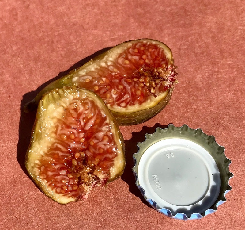 Michurinska-10 Fig Fruit Cross Section