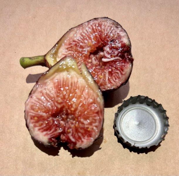 Moellada(MP) Fig Fruit