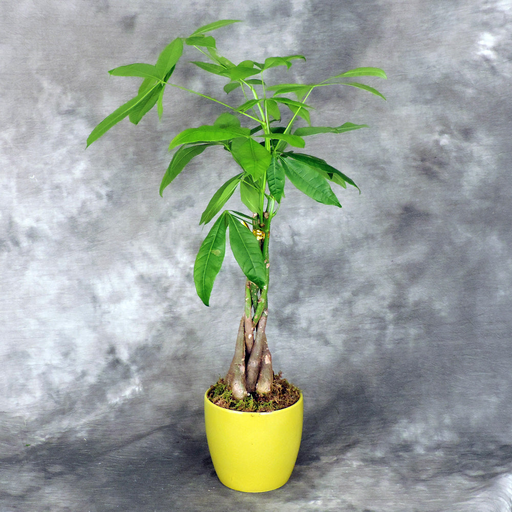 Money tree plant