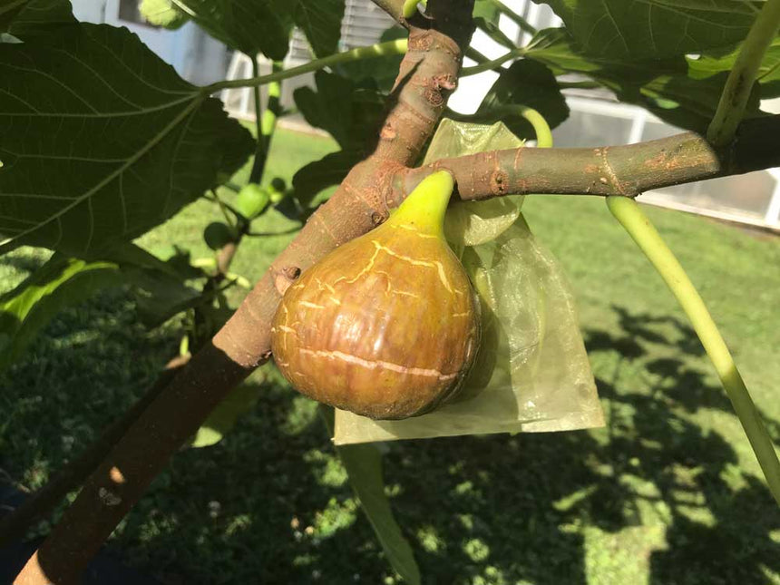 Moscatel Preto Fig on tree