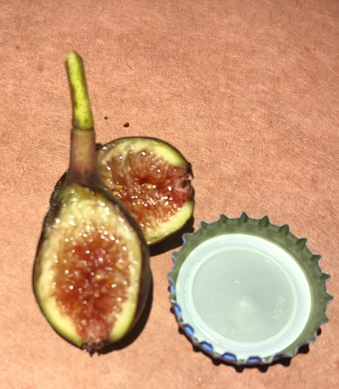 Nerucciolo D’Elba Fig Fruit